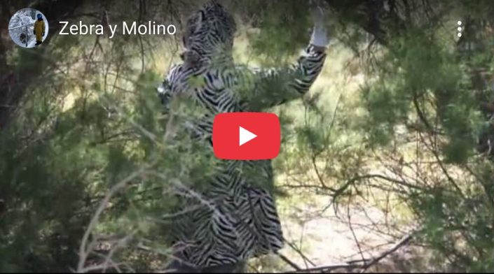 Zebra y Molino